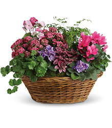 Simply Chic Mixed Plant Basket from Boulevard Florist Wholesale Market